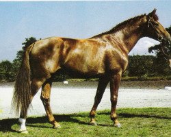 stallion Trajan (Hanoverian, 1971, from Traumgeist xx)