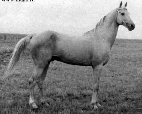 stallion Turali (Akhal-Teke, 1974, from Yulduz)