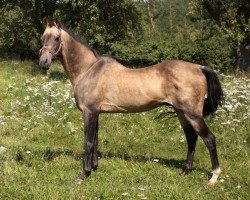 stallion Almaz (Akhal-Teke, 1988, from Turali)