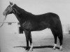 stallion Fed (Akhal-Teke, 1948, from Dor-Bairam)