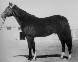 Deckhengst Fed (Achal Tekkiner, 1948, von Dor-Bairam)