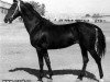 stallion Karader (Akhal-Teke, 1977, from Kerven)