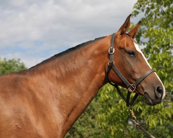 broodmare Alsanta (Akhal-Teke, 2005, from Altair)