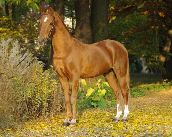 stallion Golden Leroy (German Riding Pony, 1990, from Vita Nova's Golden Boris)