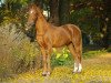 stallion Golden Leroy (German Riding Pony, 1990, from Vita Nova's Golden Boris)
