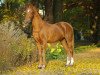 Deckhengst Golden Leroy (Deutsches Reitpony, 1990, von Vita Nova's Golden Boris)