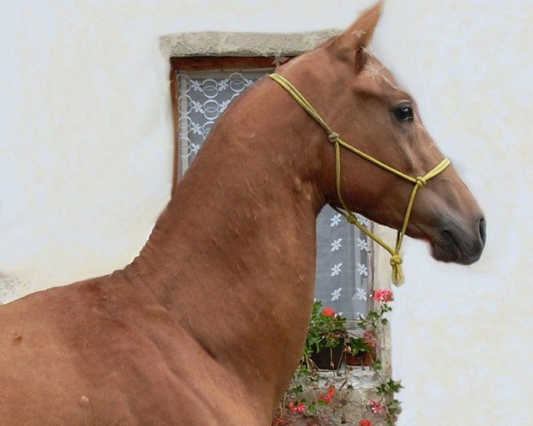 Pferd Al Sani (Achal Tekkiner, 2009, von Altair)