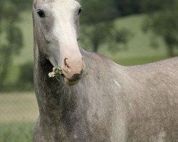 horse Algrasa (Akhal-Teke, 2004, from Altair)