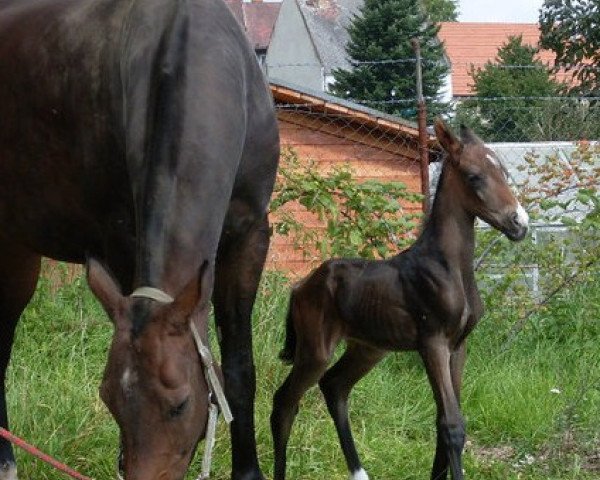 Zuchtstute Alanta (Achal Tekkiner, 2004, von Adat)