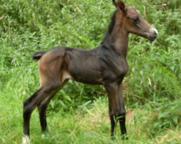 Pferd Al Keik (Achal Tekkiner, 2010, von Alakhrat)