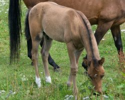 stallion Al Karat (Akhal-Teke, 2008, from Alakhrat)