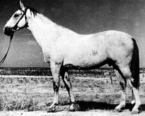 stallion Kir-Sakar (Akhal-Teke, 1936, from Algy)