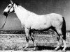 stallion Kir-Sakar (Akhal-Teke, 1936, from Algy)