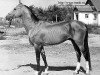 stallion Sport (Akhal-Teke, 1968, from Strelok 7)