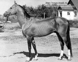 stallion Sport (Akhal-Teke, 1968, from Strelok 7)