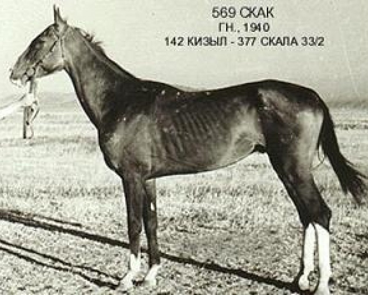 Deckhengst Skak (Achal Tekkiner, 1940, von Kizil)