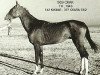 stallion Skak (Akhal-Teke, 1940, from Kizil)
