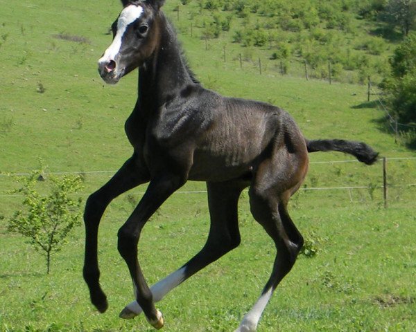 Pferd Alchan (Achal Tekkiner, 2012, von Altair)