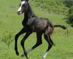 horse Alchan (Akhal-Teke, 2012, from Altair)