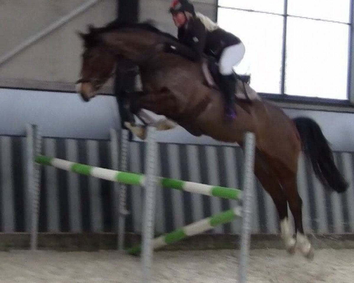 broodmare Gloria 535 (Westphalian, 2006, from Godolphin)