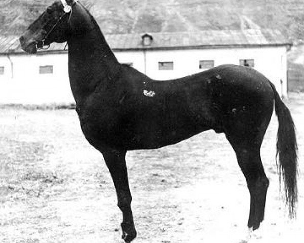 stallion Everdi Teleke (Akhal-Teke, 1914)