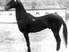 stallion Everdi Teleke (Akhal-Teke, 1914)