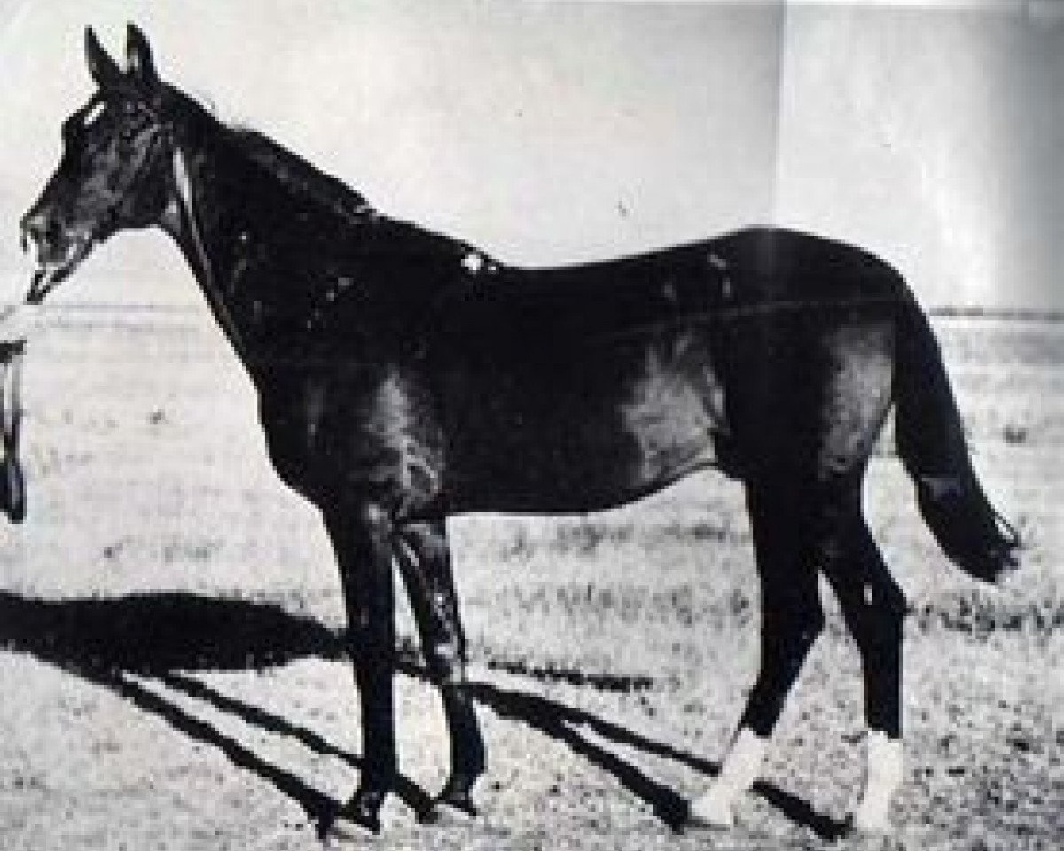 stallion Dor-Bairam (Akhal-Teke, 1925, from Kurt-Bai)