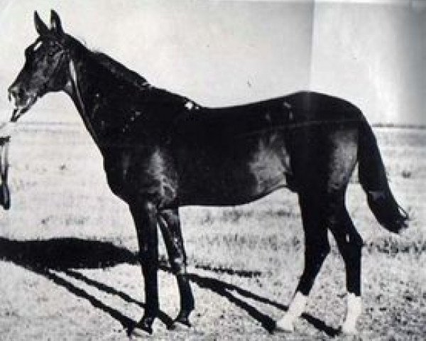 stallion Dor-Bairam (Akhal-Teke, 1925, from Kurt-Bai)