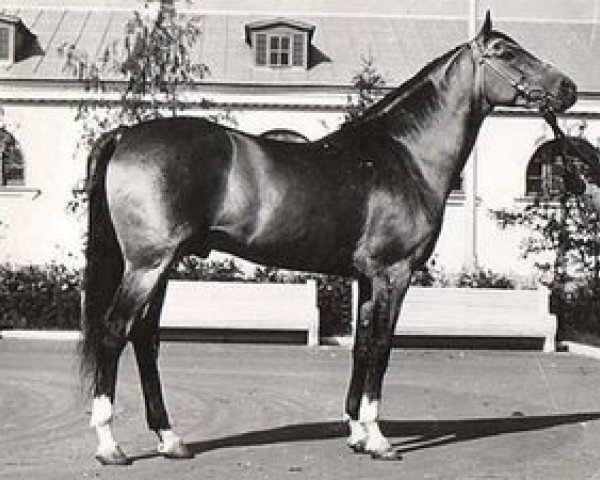 stallion Askol (Akhal-Teke, 1947, from Sudan)