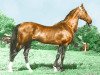stallion Almaz (Akhal-Teke,  , from Enilmez)