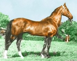 stallion Almaz (Akhal-Teke,  , from Enilmez)