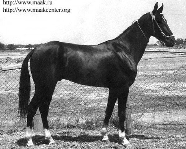 stallion Sumbar (Akhal-Teke, 1978, from Mag)