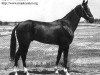 stallion Sumbar (Akhal-Teke, 1978, from Mag)