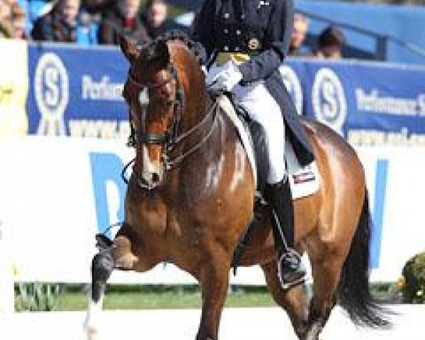 dressage horse Amichelli 3 (Hanoverian, 2002, from Contendro I)