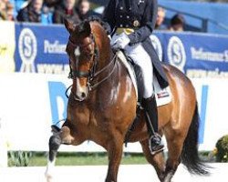 dressage horse Amichelli 3 (Hanoverian, 2002, from Contendro I)