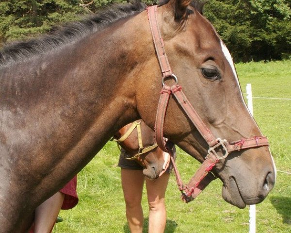 Pferd Al Fares (Achal Tekkiner, 2007, von Altair)