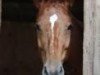 broodmare Geierwally MG (Bavarian, 2007, from Larome)