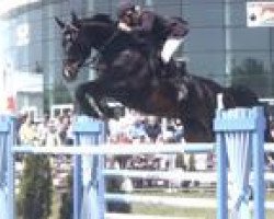 jumper Schweizer Hofs Azuro (Hanoverian, 1995, from Acord II)