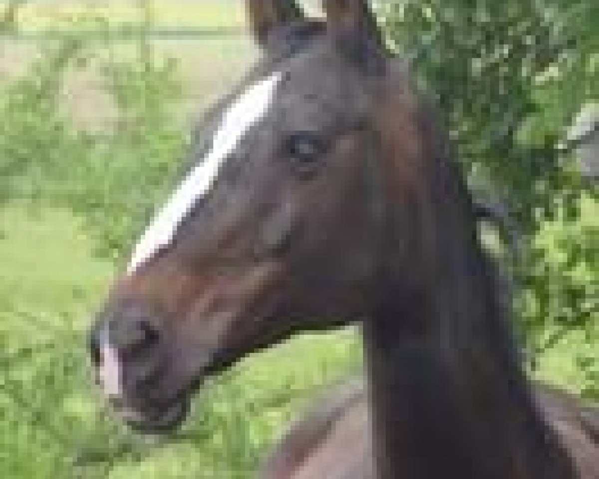 Zuchtstute Schweizer Hof's Gladys (Hannoveraner, 1996, von Grandeur)