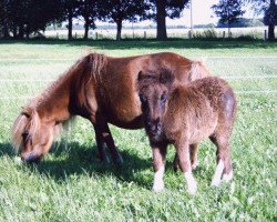 broodmare Blümchen (Shetland pony (under 87 cm),  , from Beauty de Valk)