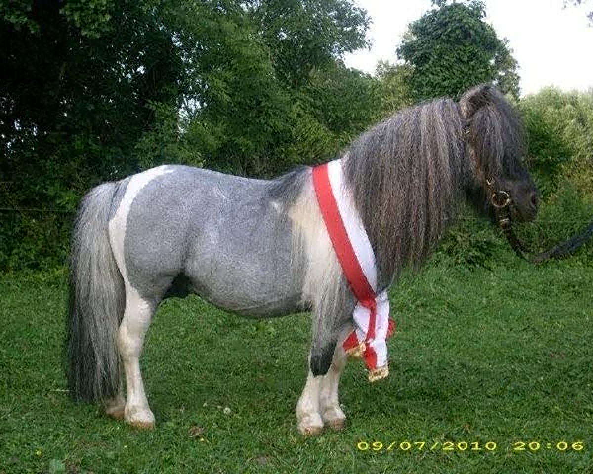 Deckhengst Ikarus (Shetland Pony, 1993, von Ivan von Uda)