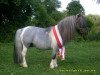 stallion Ikarus (Shetland Pony, 1993, from Ivan von Uda)