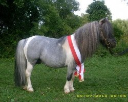 Deckhengst Ikarus (Shetland Pony, 1993, von Ivan von Uda)