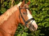 dressage horse Holsteins Delikat (German Riding Pony, 2006, from Fs Disagio)