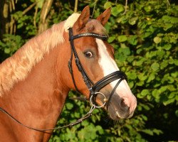 dressage horse Holsteins Delikat (German Riding Pony, 2006, from Fs Disagio)