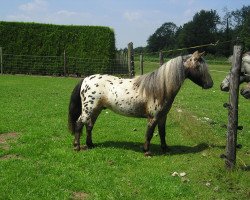 horse Nadeem van de Reppel (Nederlands Mini Paarden, 2006, from Nimmerdor van de Reppel)