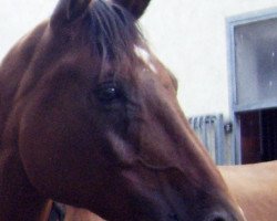 Springpferd Baschenko (Trakehner, 2002, von Schenkendorf)