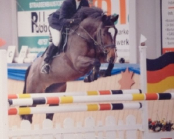 Springpferd Vamorka (KWPN (Niederländisches Warmblut), 2002, von Goodtimes)