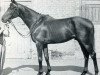 stallion Pearl Diver xx (Thoroughbred, 1944, from Vatellor xx)
