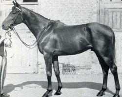 stallion Pearl Diver xx (Thoroughbred, 1944, from Vatellor xx)